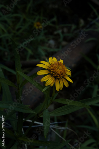 Billede på lærred Girasoles en la penumbra