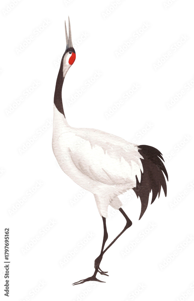 Naklejka premium Dancing japanese red-crown crane. Watercolor illustration of crane. Delicate illustration for fabric, wallpaper, greeting cards, design, decoration and illustration.