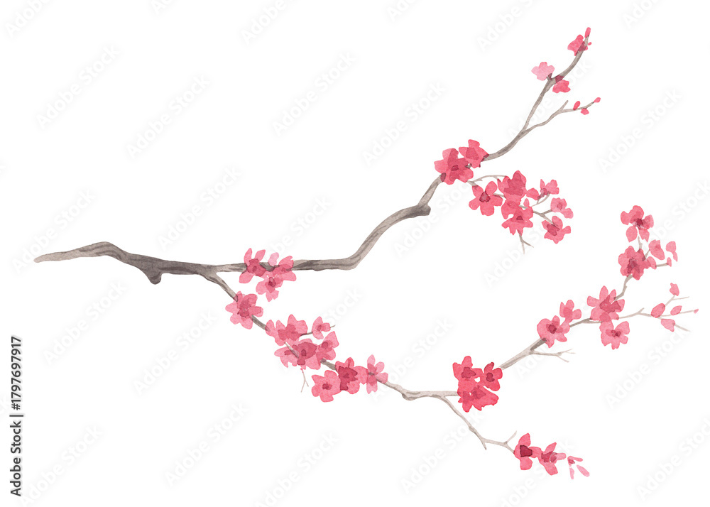 Obraz premium Sakura. Watercolor handmade collection of sakura. Delicate illustrations for fabric, wallpaper, greeting cards, design, decoration and illustration.