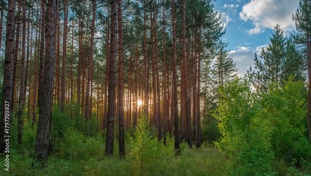 Fototapeta premium Pine forest with sunlight filtering through the trees, seasonal change