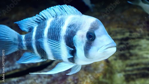Master the Frontosa cichlid kingdom. Expert tips for a deep-water, multi-tiered tank that mimics their wild Tanganyikan habitat.