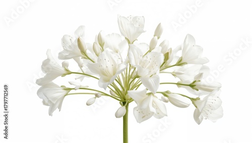 Isolated white Campanula blossoms on a plain white backdrop