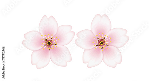 Two realistic flat 2D sakura blossoms, beautifully depicted using soft pink gradients, are prominently isolated on a clean white background, symbolizing springtime beauty and renewal in Japan.