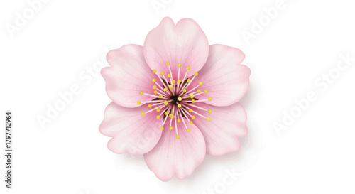 Realistic flat 2D sakura cherry blossom flower with translucent pink petals and a highly detailed center, beautifully isolated on a clean white background, capturing spring beauty.