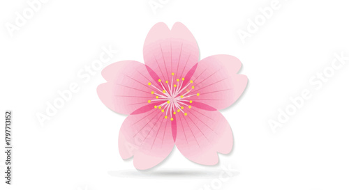Realistic flat 2D sakura bloom featuring delicate pink and white semi-transparent petals, detailed with smooth gradients, beautifully isolated on a clean white background.
