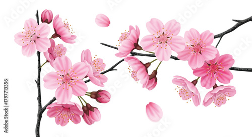 Realistic flat 2D illustration of delicate pink cherry blossoms featuring soft shading and lighting, isolated against a clean white background.