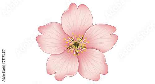 Flat 2D realistic illustration of a delicate pink sakura flower with detailed petals and subtle shading, perfectly isolated on a crisp white background, symbolizing springtime.
