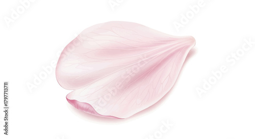 Detailed realistic illustration of a single delicate pink sakura petal gently floating, showcasing a subtle texture isolated cleanly against a bright white backdrop.