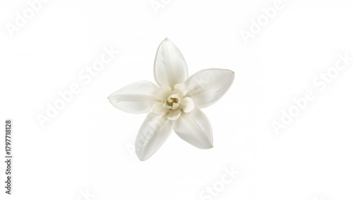 Jasmine flower in bloom drifting on a white backdrop, delicate beauty