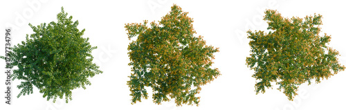 Berberis darwinii tree plan, top view, cutout, transparent background, isolate, Lush maple trees with vibrant autumn foliage for landscape designers