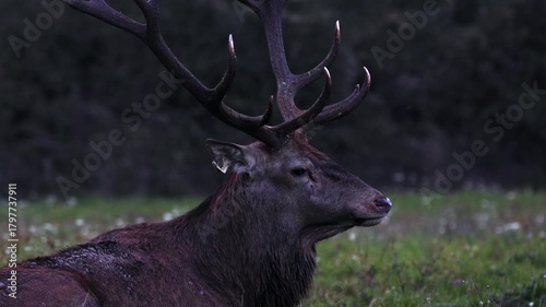 Adult male deer in the rutting season. Roaring of the male deer.