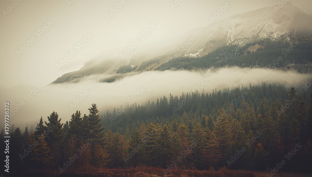 Fototapeta premium Misty mountain scenery featuring a fir forest, suitable for editorial backgrounds