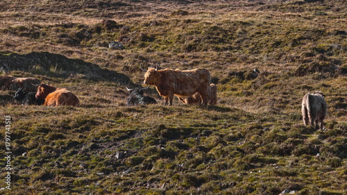 Specimens of Highland cattle cow with long horns and coat, shaggy and reddish brown (sometimes black, yellow, pale silver). Isle of Skye-Scotland-077