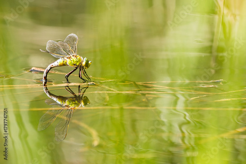 Fotomural Anax empereur femelle en train de pondre à la surface d'une mare calme avec son reflet symétrique