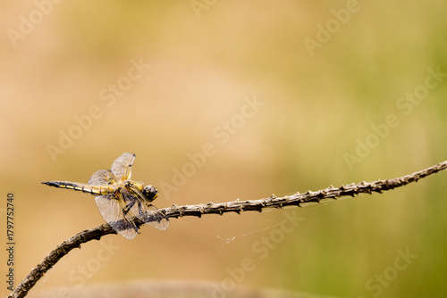 Cuadro en lienzo Libellule à quatre taches mâle immature, posé sur une brindille avec fond coloré flou