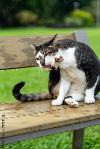 Cat on a Bench – Peaceful Moments at Lumpini Park, Bangkok, Thailand,  Southeast Asia Travel and  Street Photography