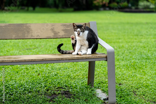 Cat on a Bench – Peaceful Moments at Lumpini Park, Bangkok, Thailand,  Southeast Asia Travel and  Street Photography