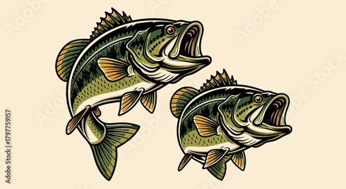 Two detailed illustrations of largemouth bass fish swimming with their mouths open against a plain background.