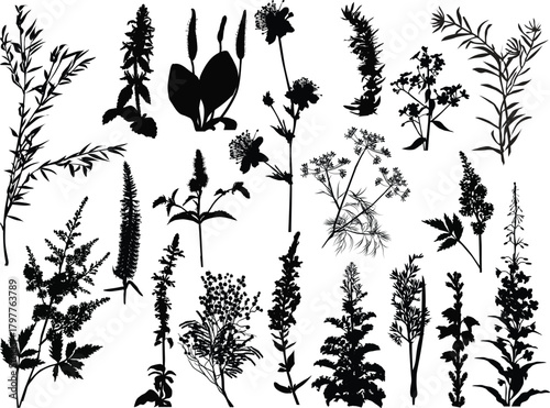 nineteen wild plant silhouettes set isolated on white