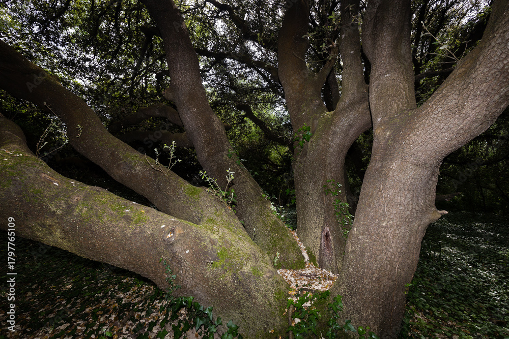 Fototapeta premium Arbre remarquable, chêne vert, avec cinq troncs en étoile formant une coupe, un siège. Quercus ilex, Fagaceae.