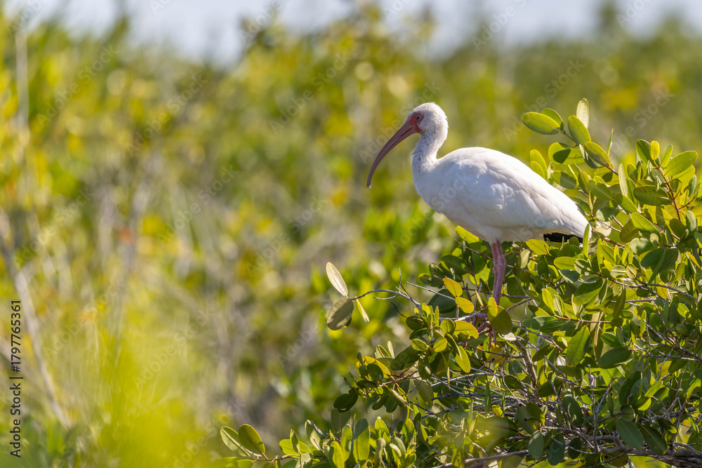 Obraz premium White Egret at Briggs Boardwalk Naples Florida