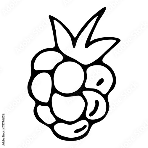 Vector illustration doodle hand drawn raspberry blackberry food fruit berry element black fineliner pen