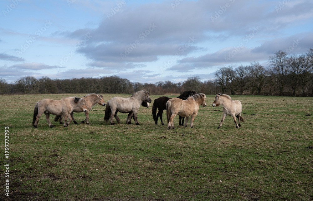 Obraz premium Konik horses graze at the Balloërveld nature reserve in the province of Drenthe, the Netherlands