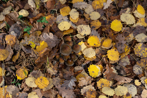 brown and yellow leaves fallen on the ground in autumn