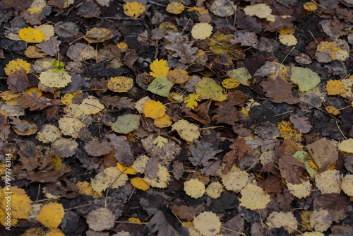 brown and yellow leaves fallen on the ground in autumn