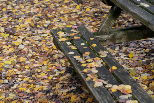 brown and yellow leaves fallen on the ground in autumn