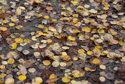 brown and yellow leaves fallen on the ground in autumn