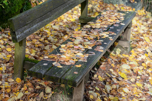 brown and yellow leaves fallen on the ground in autumn