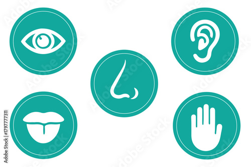 Five human senses one line drawing in circle. Touch, smell, taste, look, hear icon. Set of 5 types feelings. Vector illustration