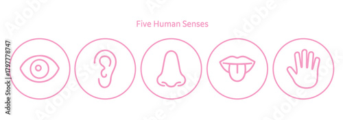 Five human senses editable stroke outline icons set. Flat vector illustration of human senses including ear, eye, nose, lips, and hand in minimalist design style. Vector illustration eps