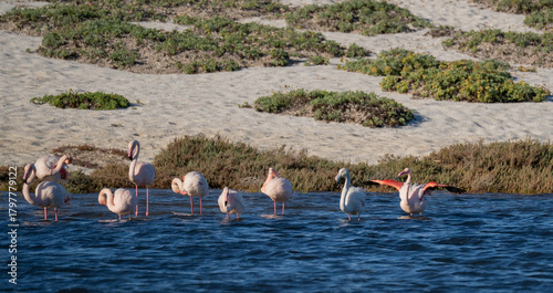 Wild pink flamingos resting and feeding in a coastal lagoon near sandy dunes