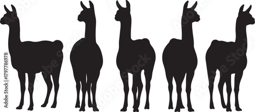 Five black silhouettes of llamas standing in a row on a white background Keywords: llama, animal, silhouette, black and white, group, row, standing, profile, side also transparent background