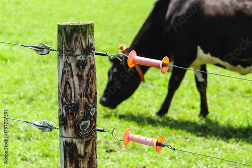 A black and white Cow grazes in a lush green field behind an electric fence. The fence is attached to a wooden post with plastic insulators. It is a sunny day in a rural area.