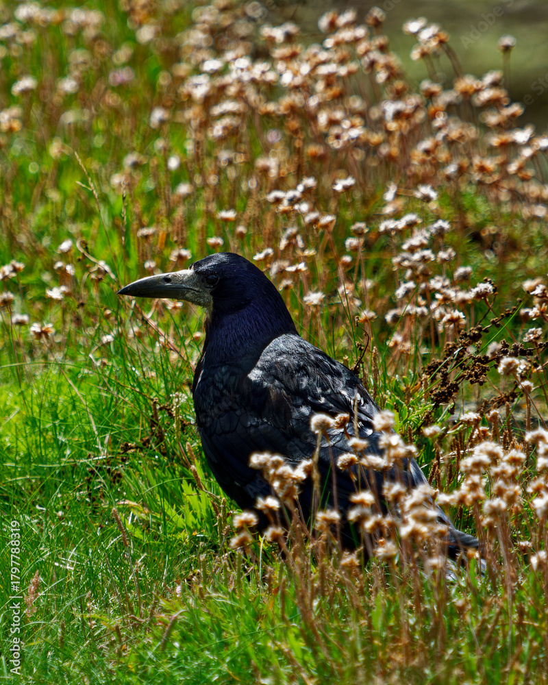 Fototapeta premium Bathed in warm, natural sunlight, the image presents a wildlife portrait of a robust avian subject amidst delicate, flowers, suggesting a late summer or early autumn scene in a grassy habitat.
