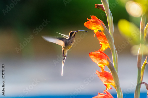 Beija flor, Bem Viver, Equilíbrio, Paz interior, Terapia Corporal, Protagonista da sua vida - essa precisa pegar muito. Vai ser meu carro chefe a partir de hoje, Bem querer, Descanso, Conexão, Corpo, 