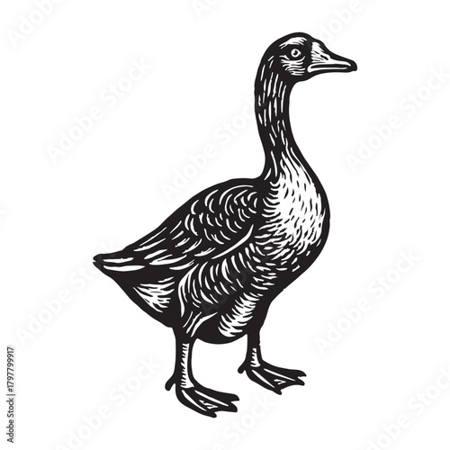 Classic hand-drawn goose illustration in a vintage woodcut or engraving style. Detailed black and white farm bird sketch isolated on a white background