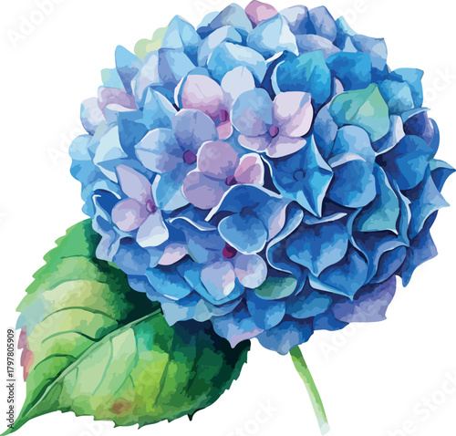 Blue Hydrangea Watercolor Illustration Floral Botanical Vector Painting