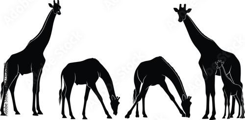 PrintGiraffe silhouette group, standing and bending, wildlife scene, African animals, long necks, juvenile giraffe, nature behavior, black outline, white background