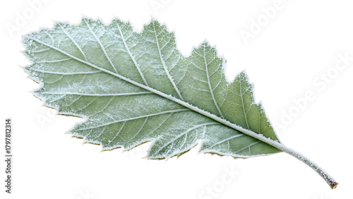 Single green leaf covered in frost on a white background