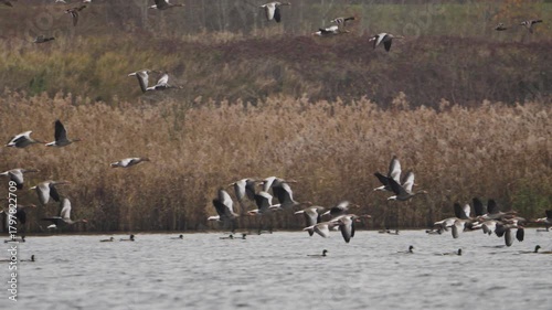 Wild greylag geese and ducks taking off and flying low over the water, captured in natural daylight. Dynamic bird movement and authentic European wildlife behavior