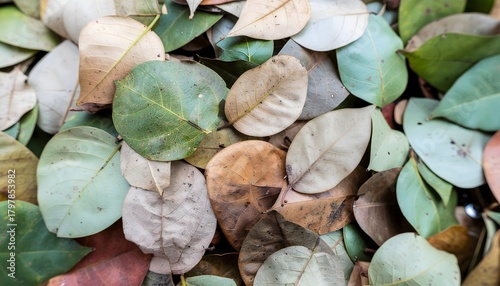 Close-up of overlapping leaves in various stages of decay, showing natural textures, colors, and aging patterns.