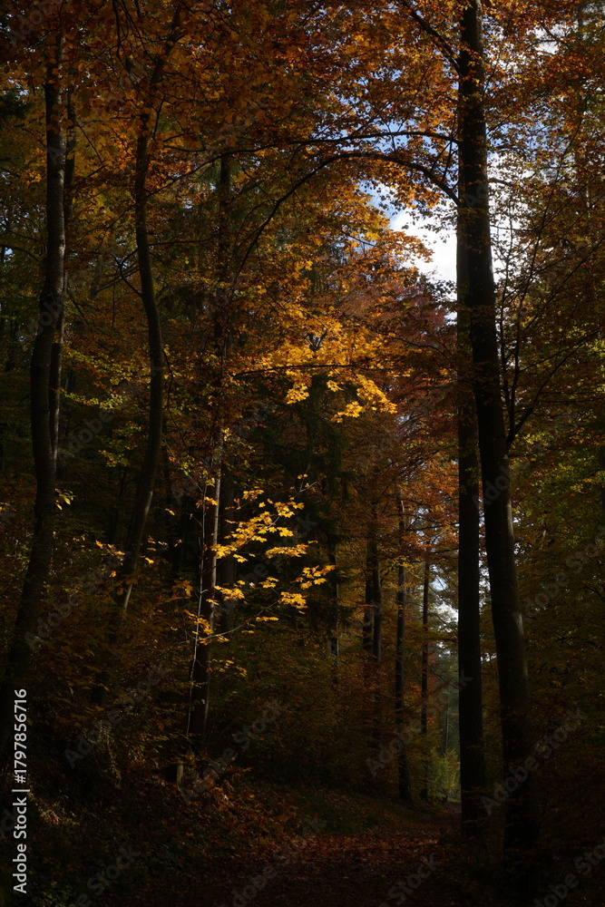 Obraz premium Autumn Leaves in Sunlight