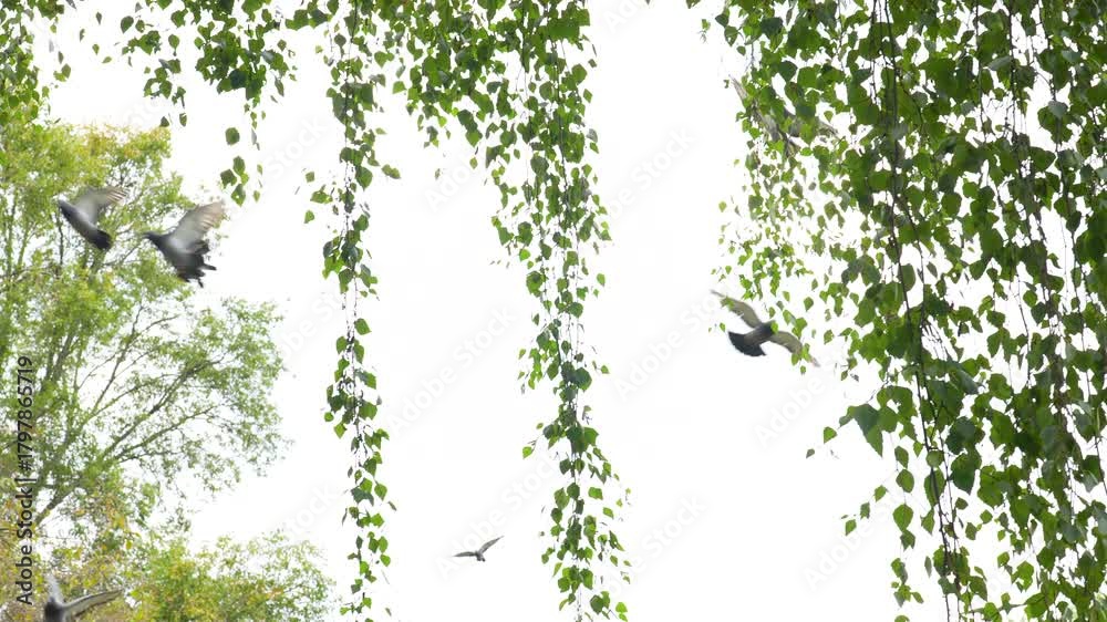 custom made wallpaper toronto digital
a flock of pigeons in flight in the branches of a tree