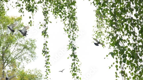 
a flock of pigeons in flight in the branches of a tree