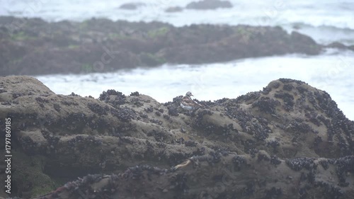 Turnstone Preening on Coastal Rock with Sea Behind -2262
