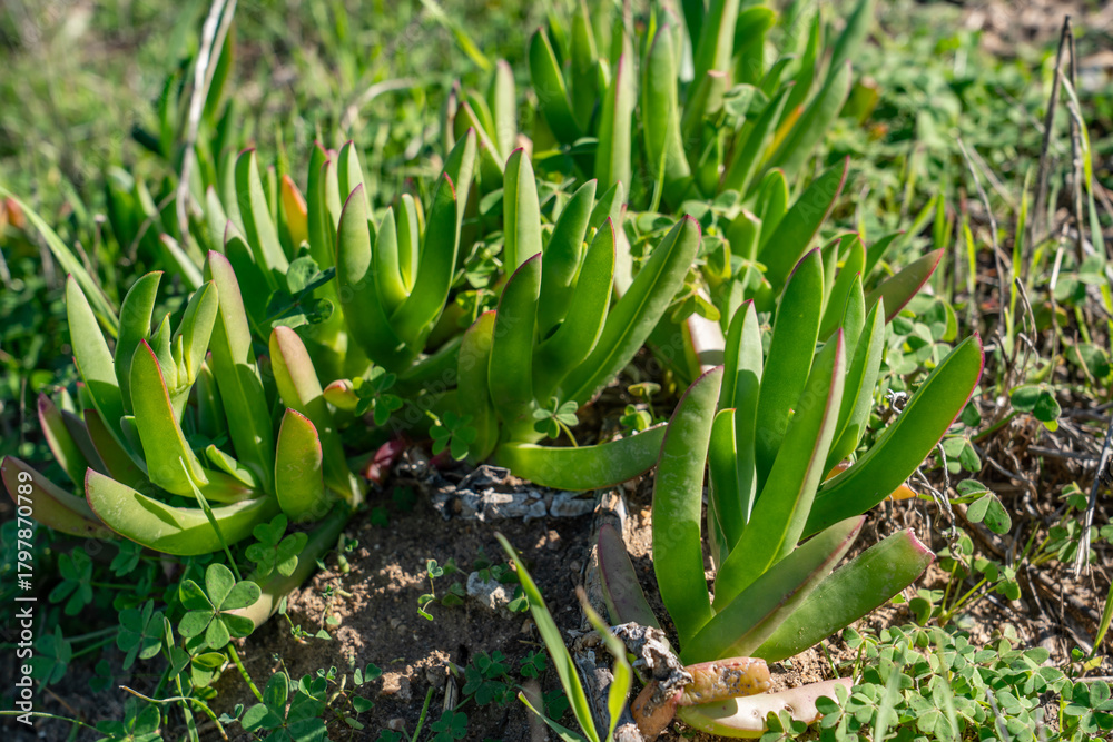 Obraz premium Carpobrotus chilensis is a species of edible succulent plant known by the common name sea fig. Kenneth Hahn State Recreation Area, Baldwin Hills Mountains of Los Angeles, California. 